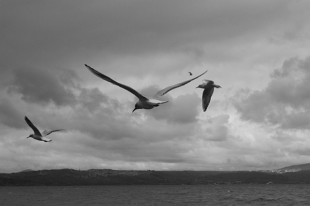 ...in terra e in volo...