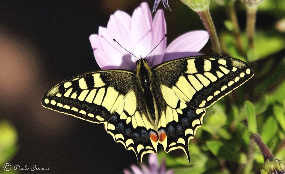 l'arrivo della primavera
