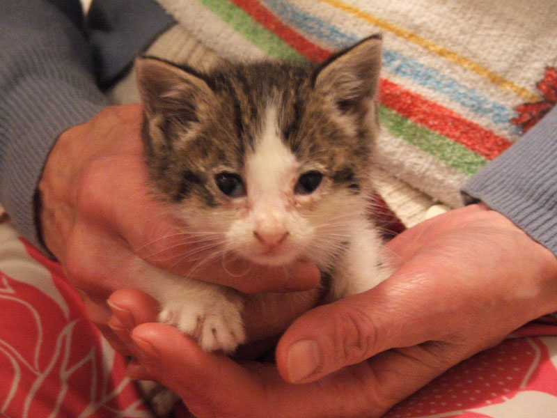 Il nuovo arrivato...