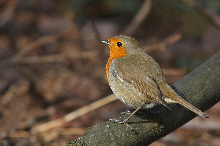 L'ULTIMO PETTIROSSO...........