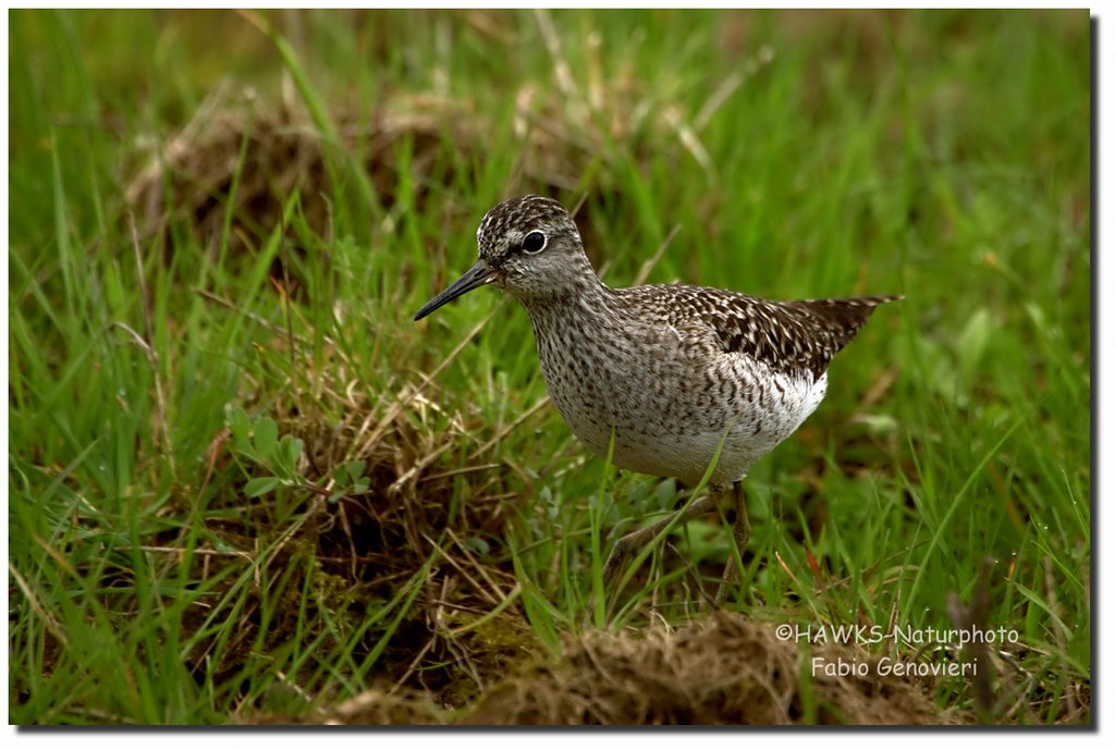 Piro-Piro_boschereccio