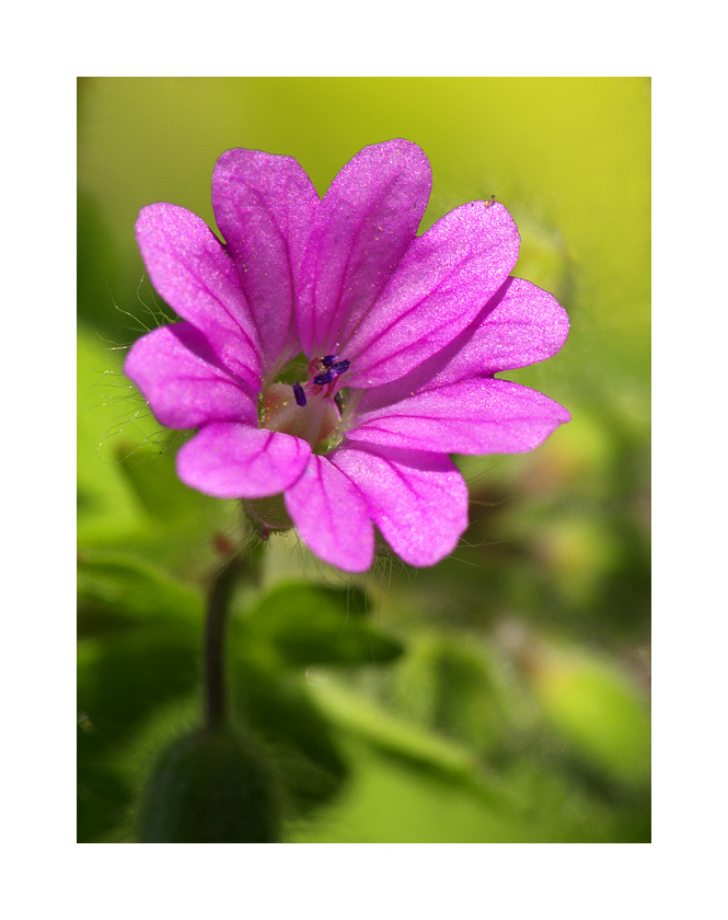 Fiorellino non identificato