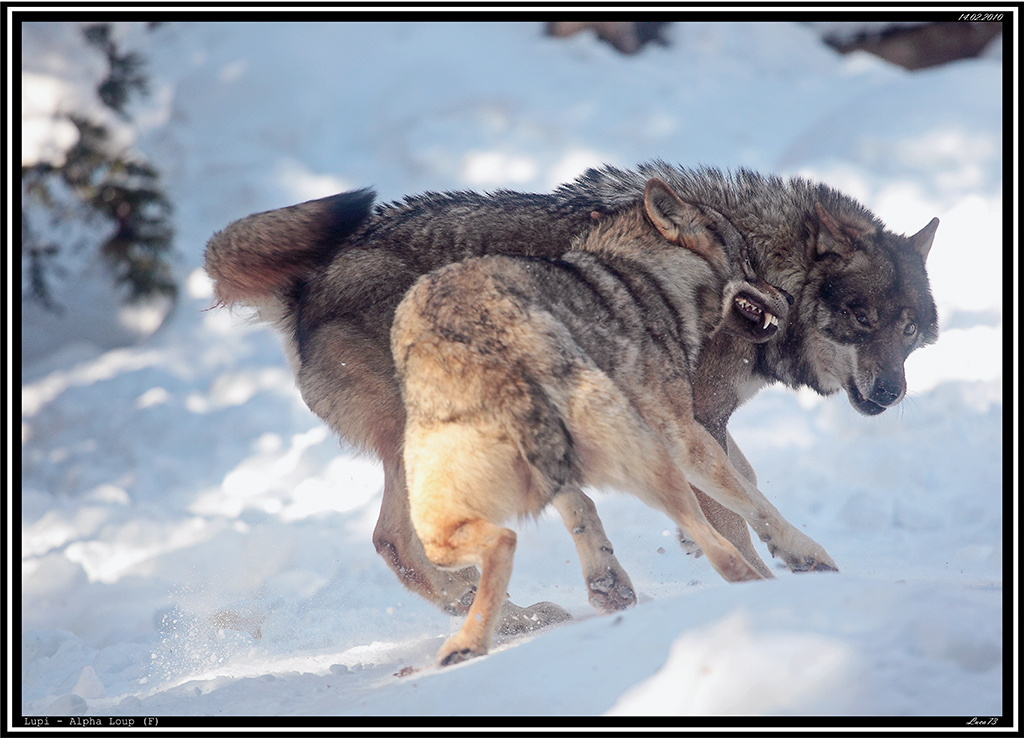 Lupo # 17 - aggressive