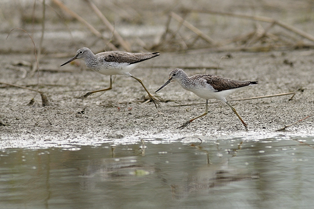 Combattenti sincronizzati