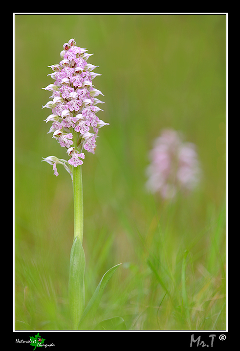 Orchis lactea