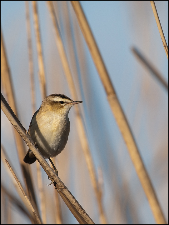 Forapaglie - (Acrocephalus schoenobaenus)