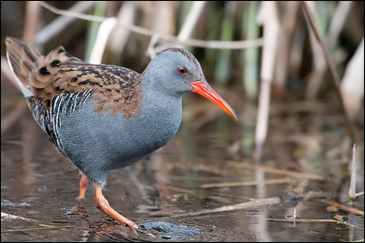 Porciglione - (Rallus aquaticus)