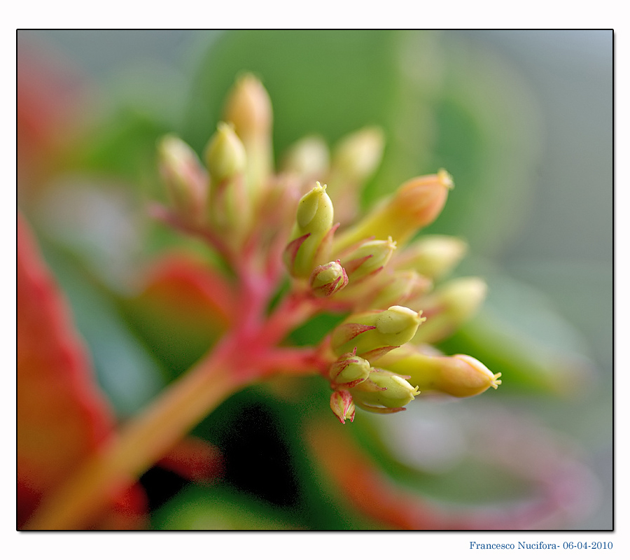 Fiorellino di pianta grassa.