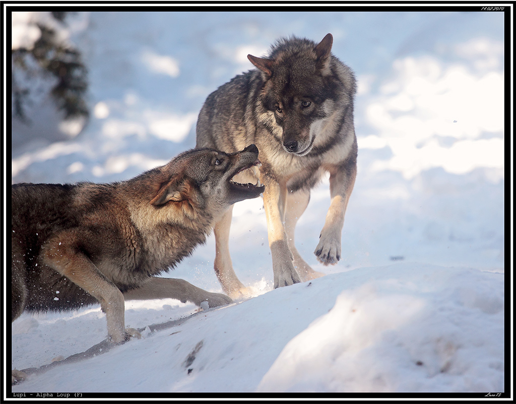 Lupo # 18 - aggressive