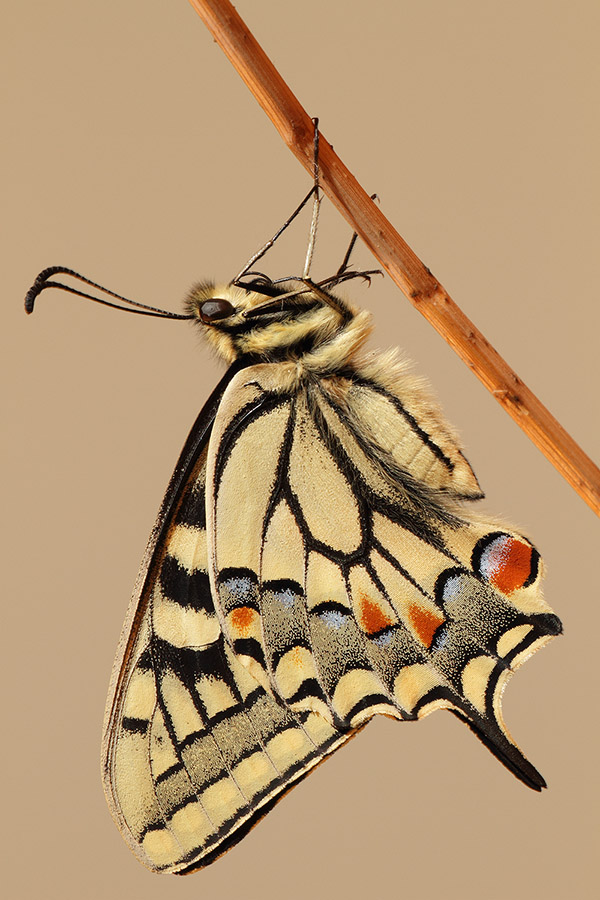 Papilio machaon