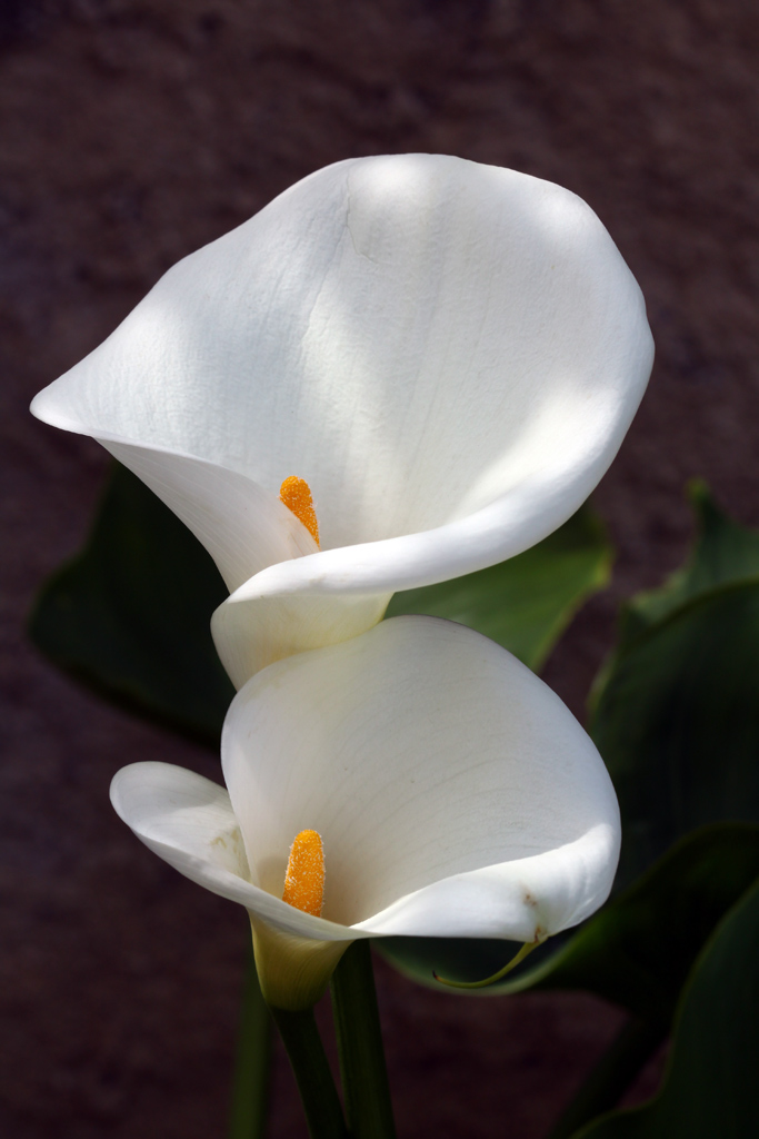 Gemelle di Primavera