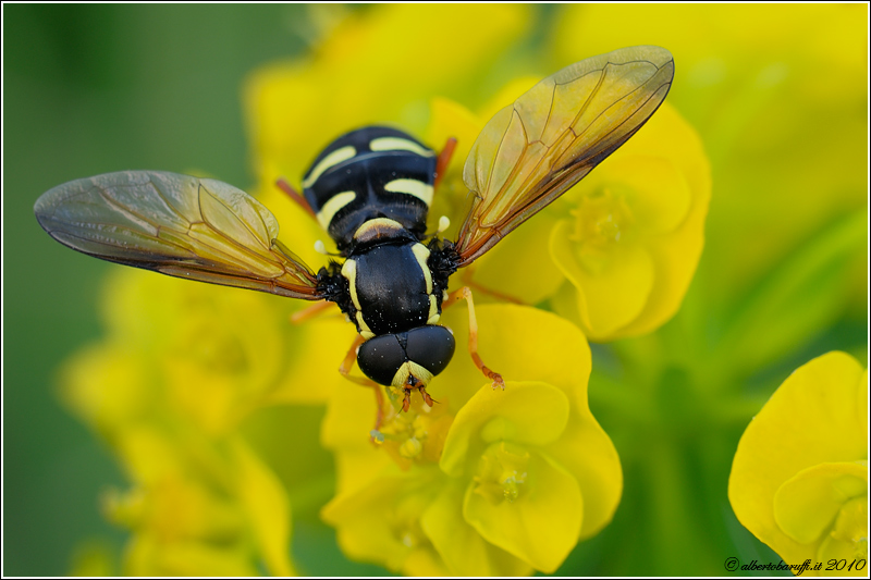 Syrphidae Xanthogramma citrofasciatum