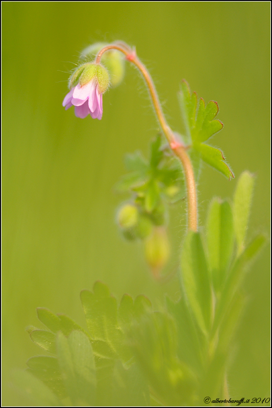 Geranium lucidum
