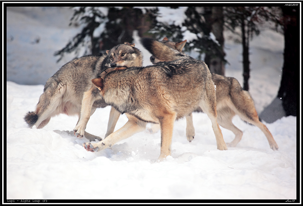 Lupo # 20 - Aggressive