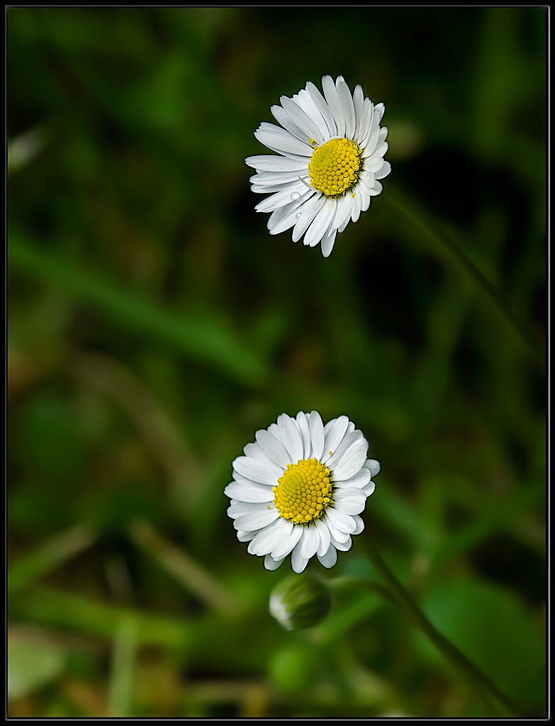 bellis perennis