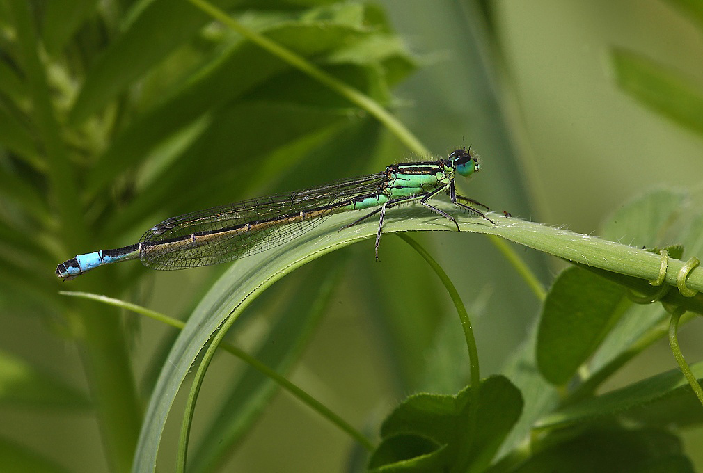 ...Nel Suo Habitat...!!!