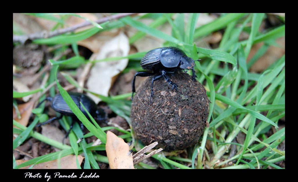 Scarabeo stercorario all opera