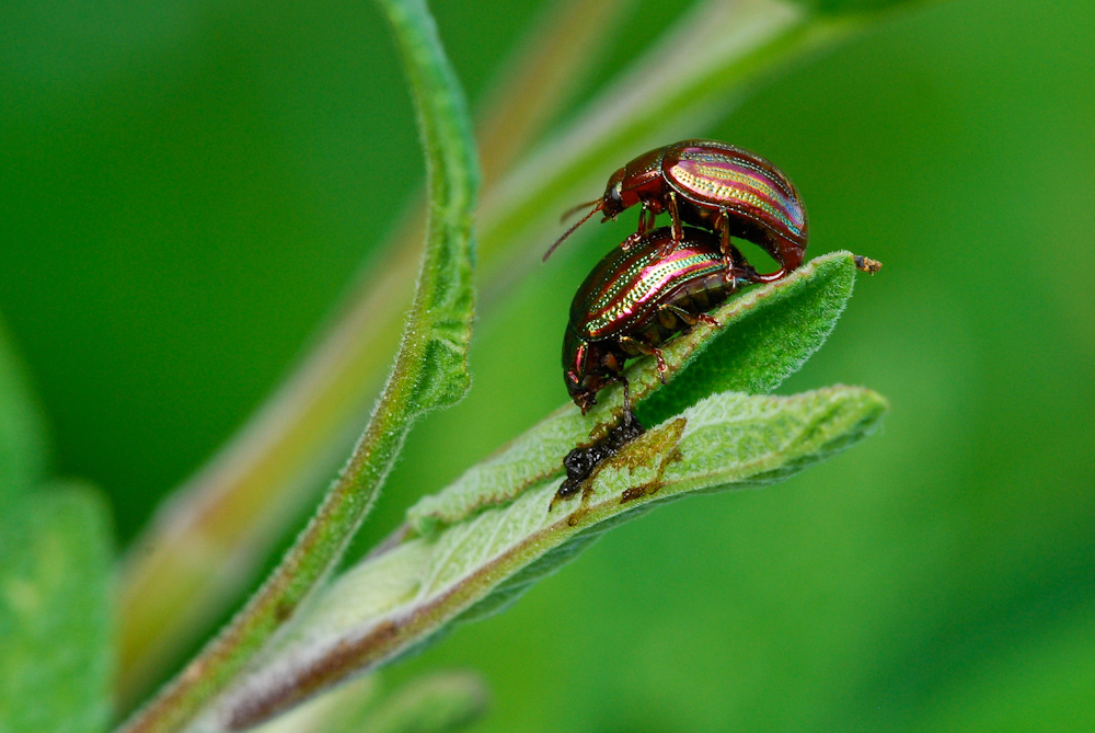 Crysolina americana in accoppiamento