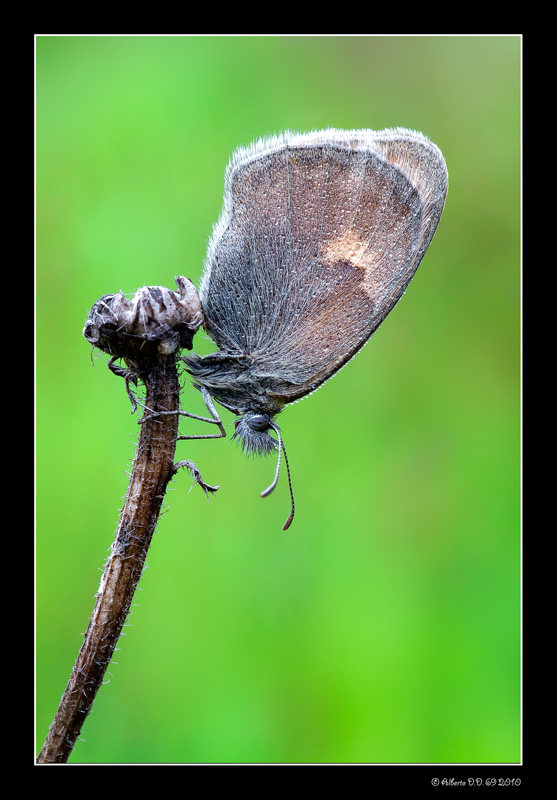 Coenonympha pamphilus