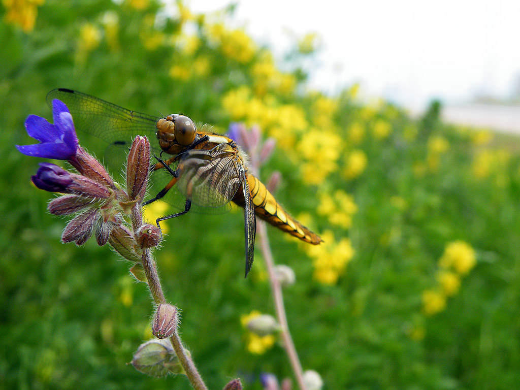 Libellula 1