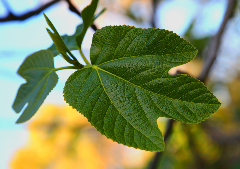 considerando che........