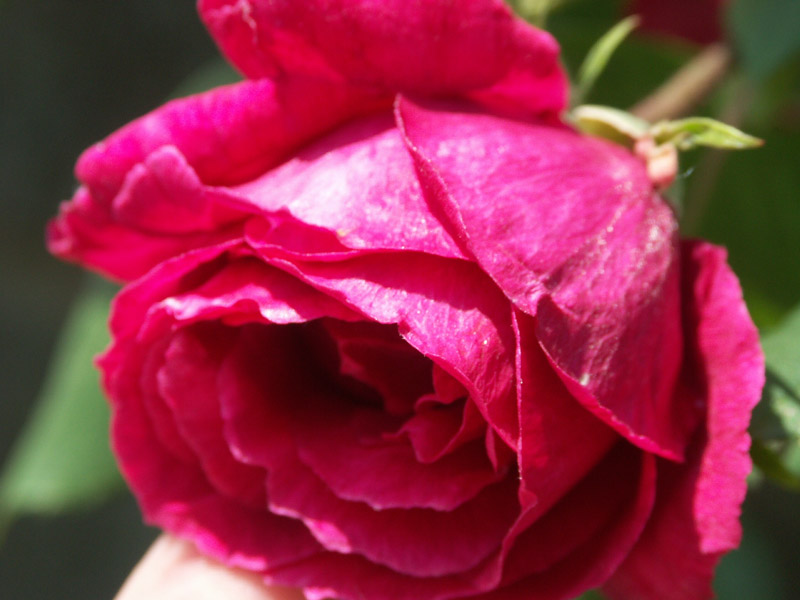 Rosa
