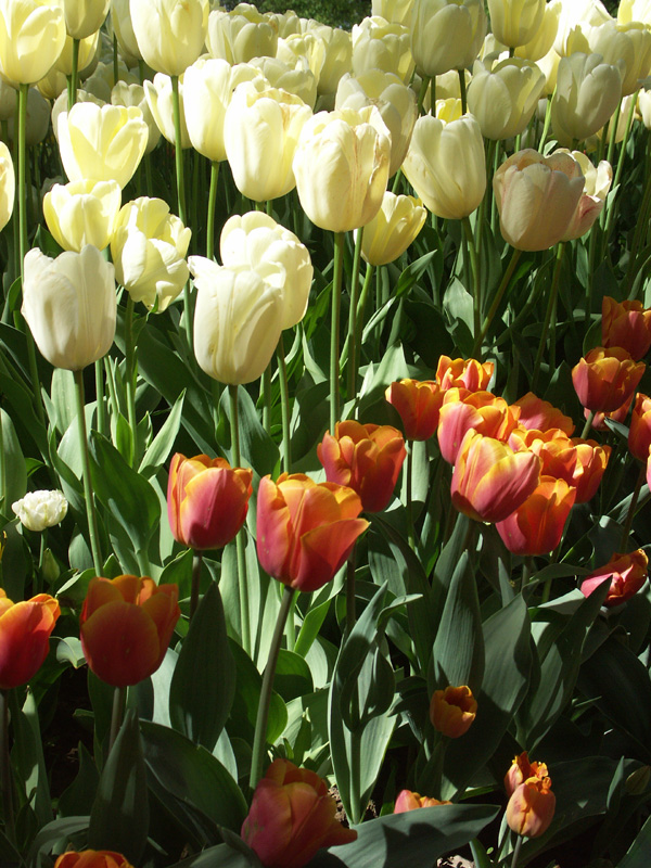 Tulipani