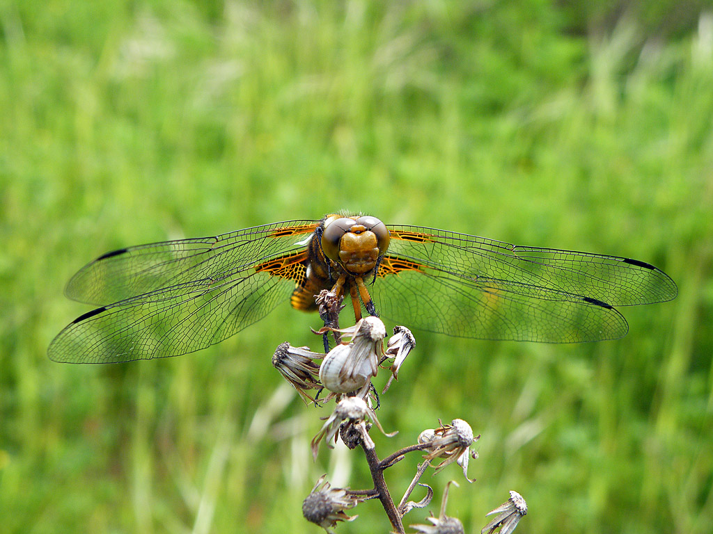 Libellula #2