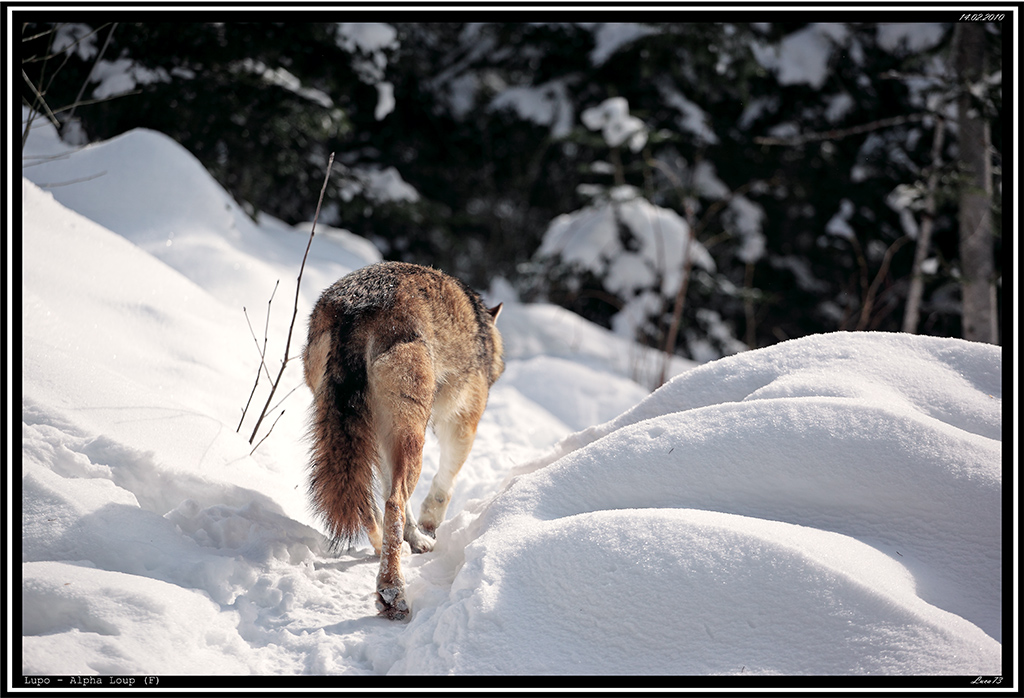 Lupo # 24 - Go Away!