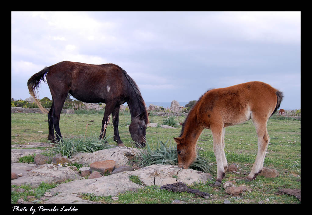 Cavallini della Giara