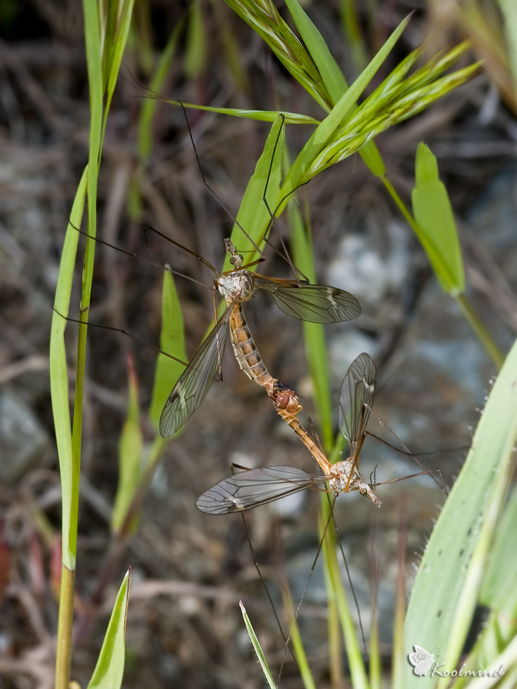 Tipula sex