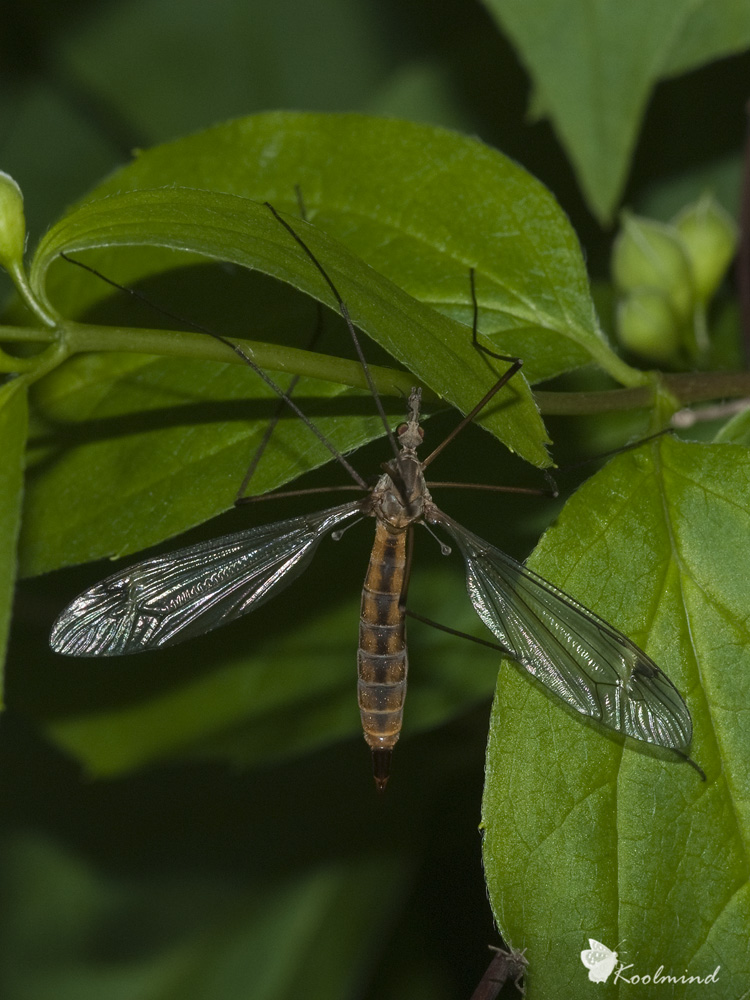 Tipula nel verde