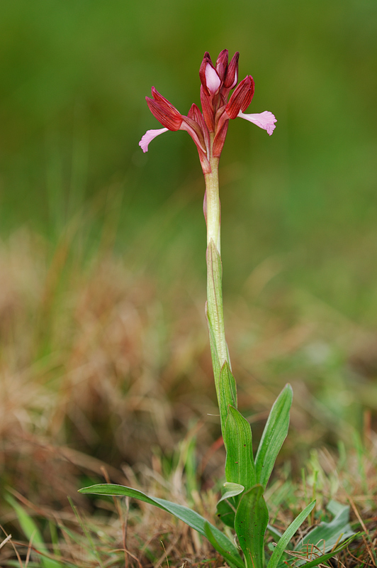 orchis papilionacea