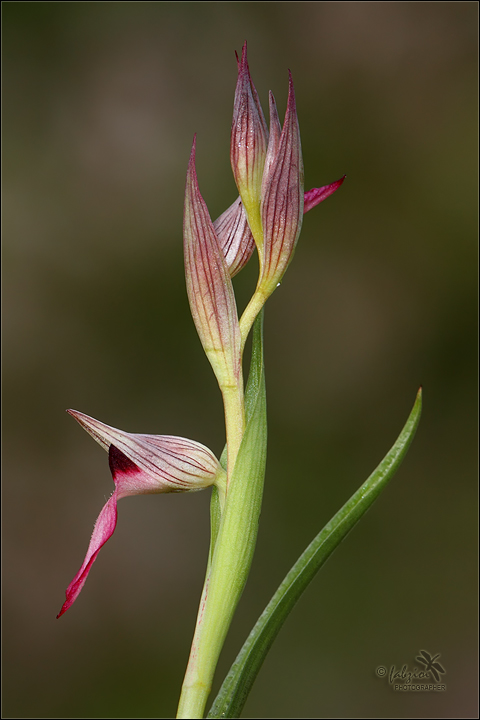 Serapias lingua 2010 II