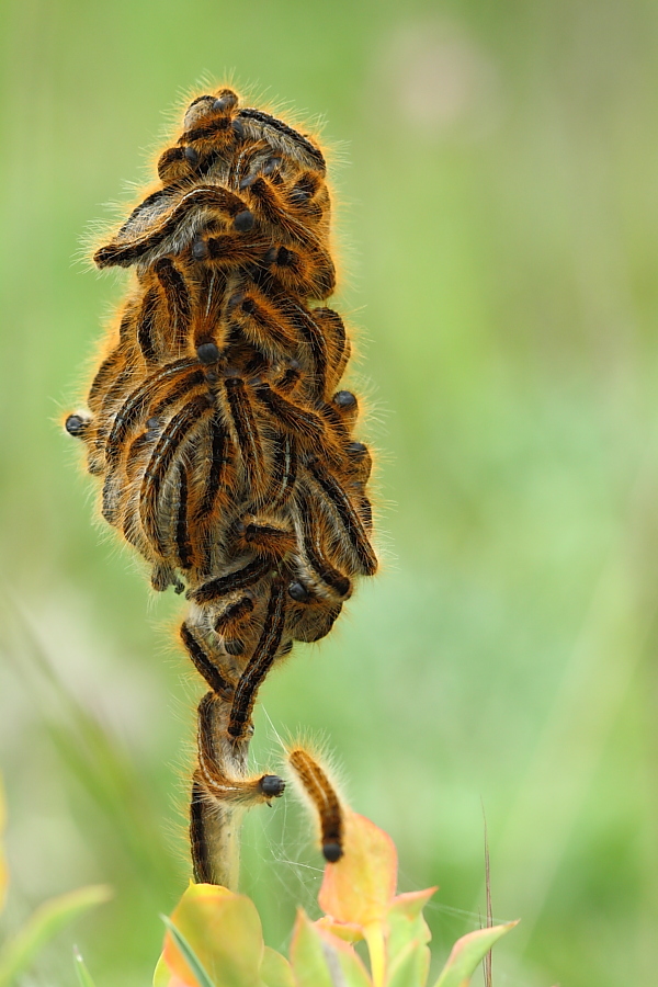 un fiore particolare