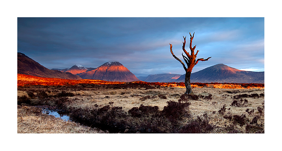 Raising light from the dead tree