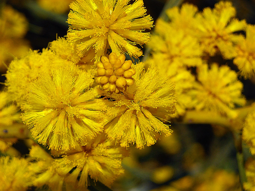mimose
