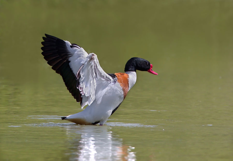 Volpoca (Tadorna tadorna)