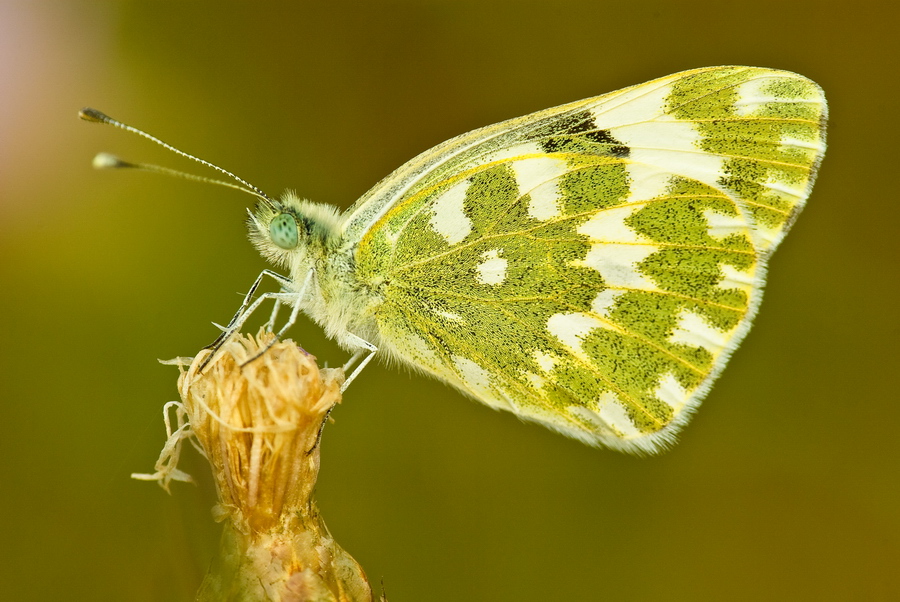 licenide al tramonto