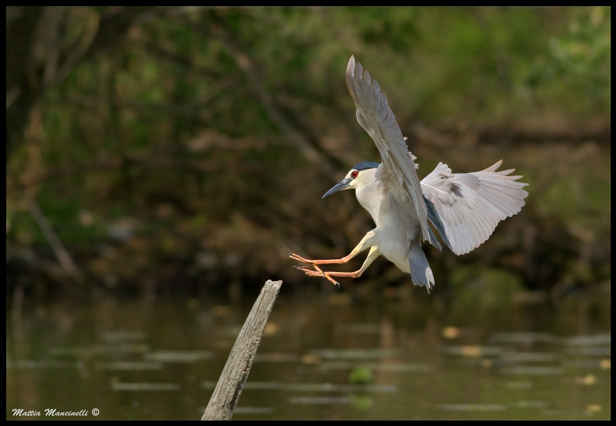 Nitticora in atterraggio