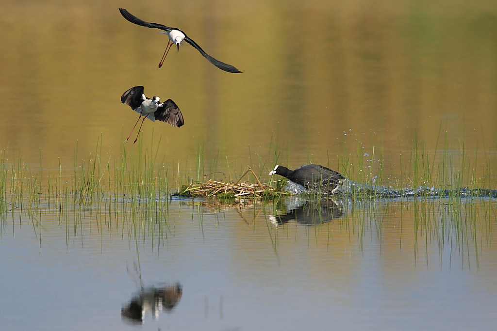 Gli invasori(2a parte)