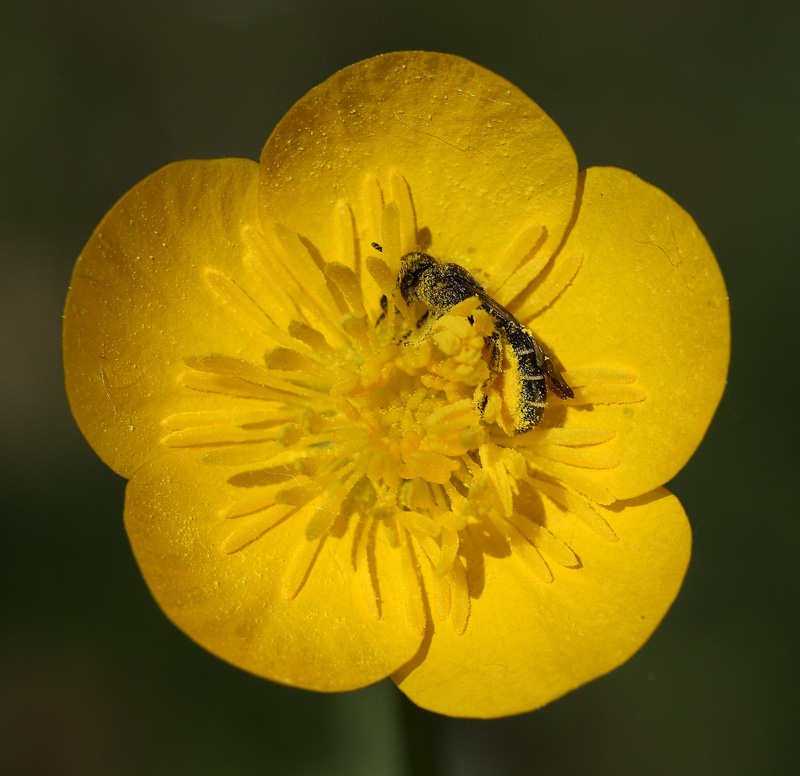 Io ci sguazzo! Ahh......