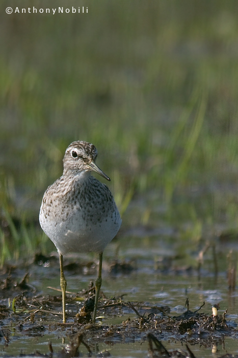 piro piro boschereccio