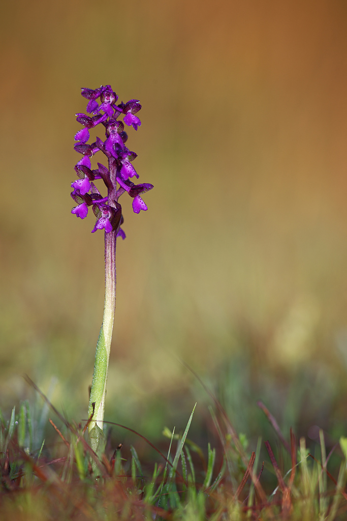 Orchis morio