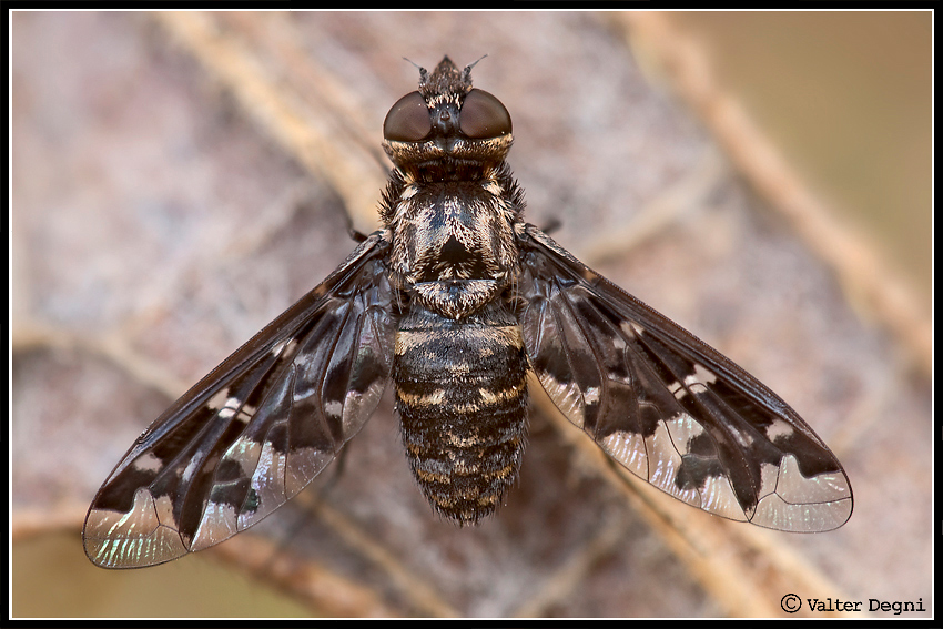 Una mosca particolare