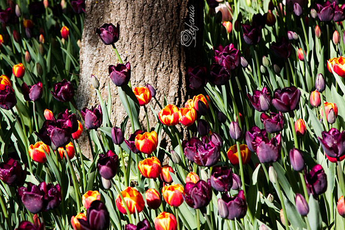 Messer Tulipano 2010