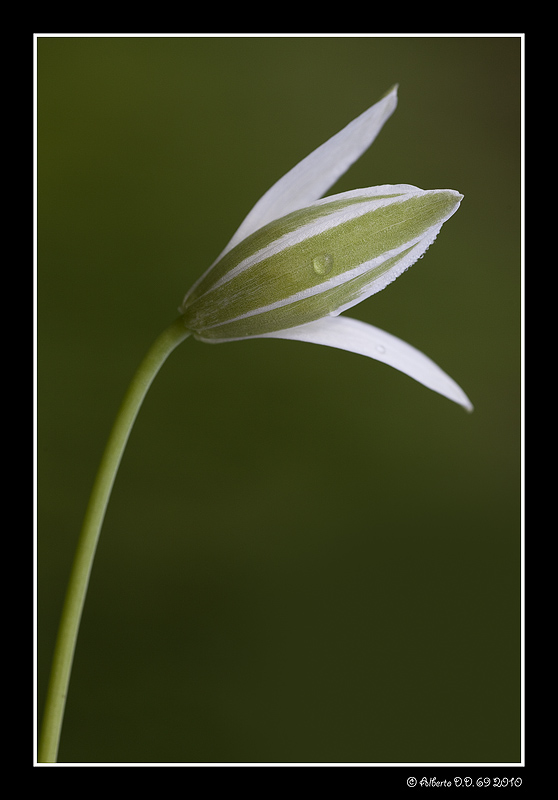 ...nella sua semplicit�...