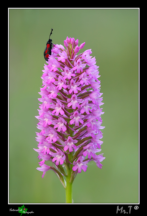 Anacamptis pyramidalis con Zygaena!