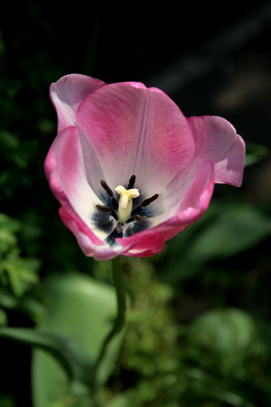 Bellezza emergente...