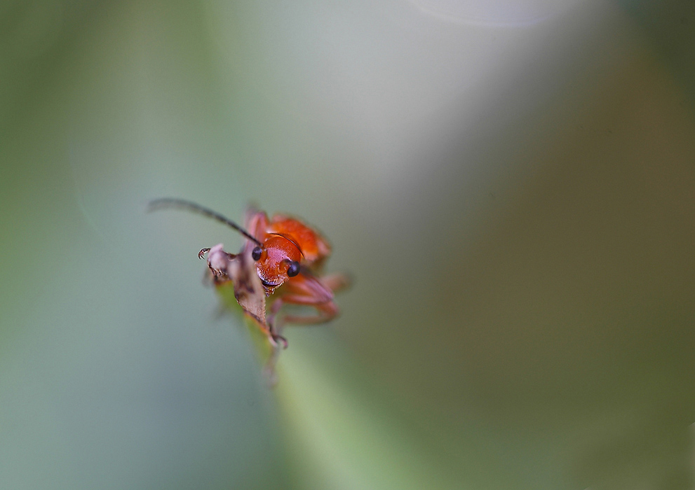 ...Dagli Inferi...!!!